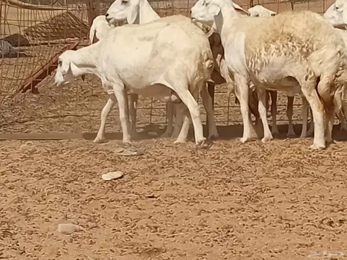 غنم دفيع العدد 7 راس 0