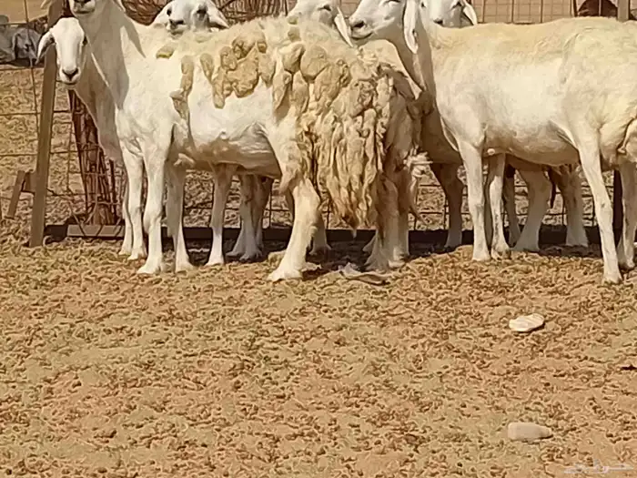 غنم دفيع العدد 7 راس 5