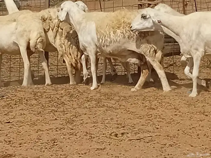 غنم دفيع العدد 7 راس 9