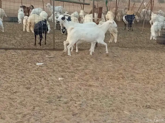 معزه دفيع العدد 2 راس 6