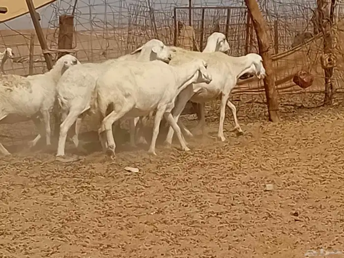 غنم دفيع العدد 7 راس 2