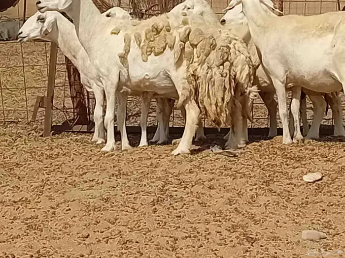 غنم دفيع العدد 7 راس 6