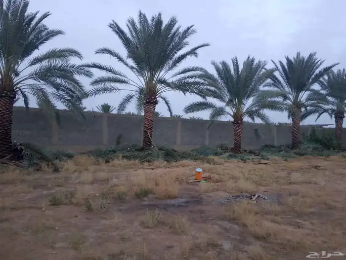 نخل للبيع برحي وسكري 0