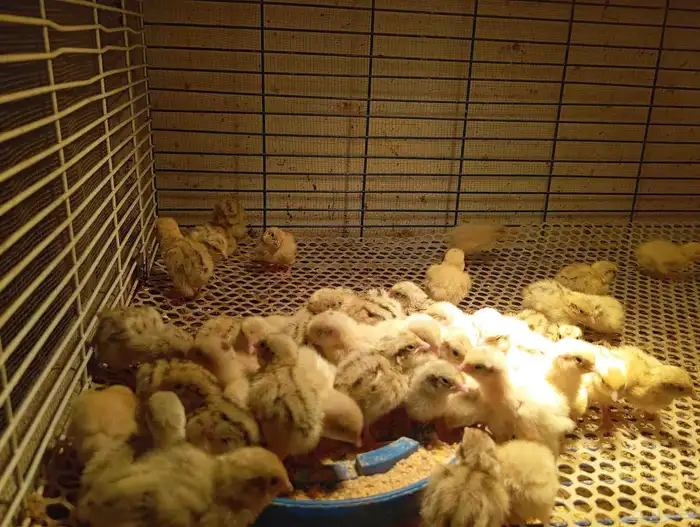 صوص دجاج وسمان 0