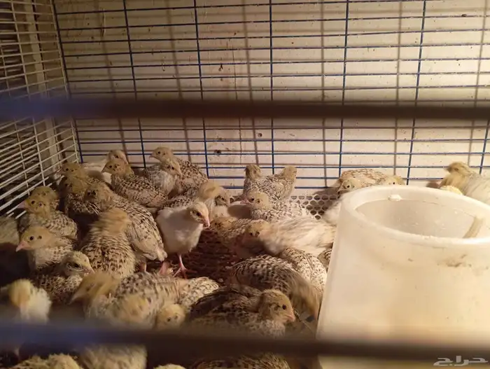 صوص دجاج وسمان 2