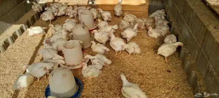 متوفر دجاج لاحم ذبح طازج حسب الطلب 0