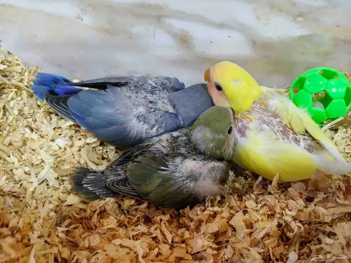 فروخ روز للبيع 1