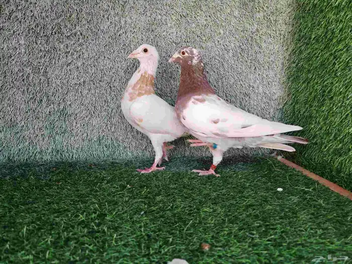 زاجل مولمنيز شوكلت 1