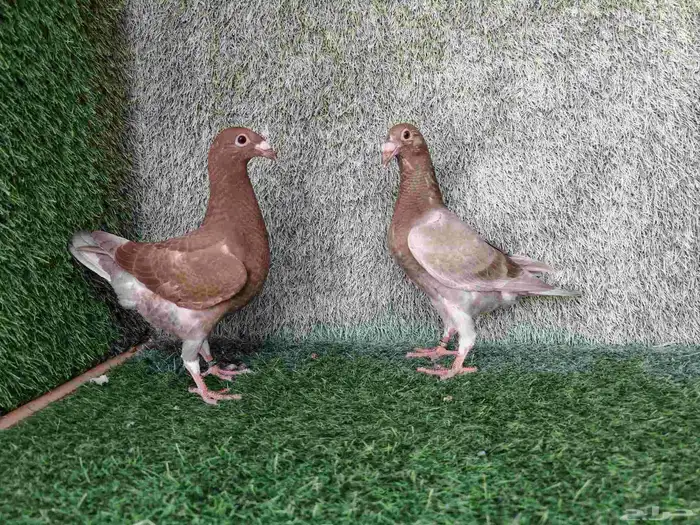 هومر طبة حامل رديوس 1