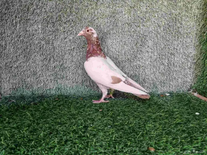 زاجل مولمنيز شوكلت 2