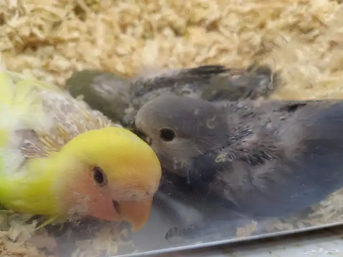 فروخ روز للبيع 0