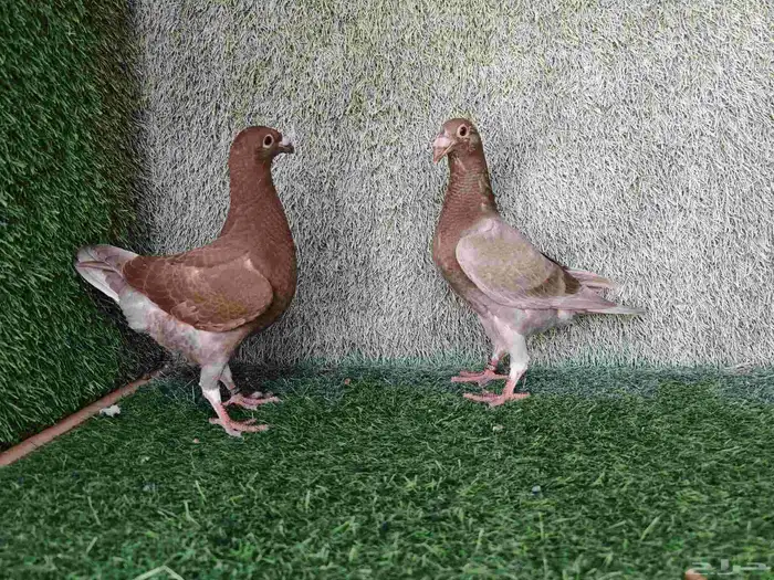 هومر طبة حامل رديوس 0