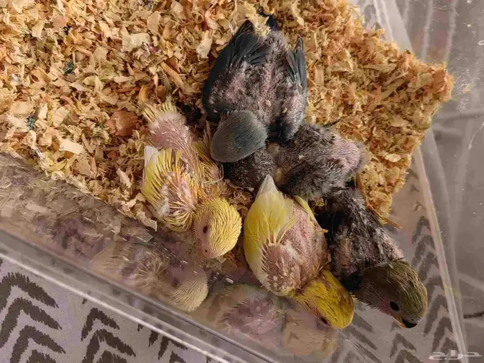 فروخ روز للبيع 2