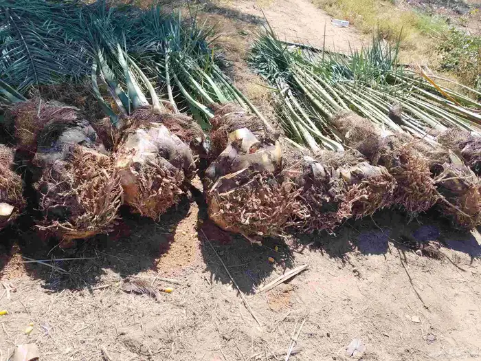 يوجد لدينا نخل للبيع 0