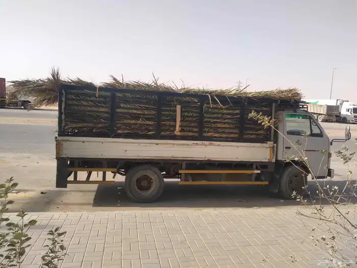 سعف جديد أخضر للعرايش والمظلات 4