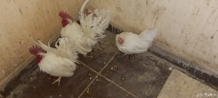 دجاج جابنيز للبيع 1