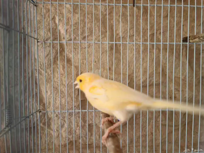 كناري تغريد ممتاز للبيع يوجد 12 طير 3