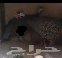 جوز دجاج حبشي البيع 0