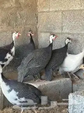 للبيع بالجمله 0