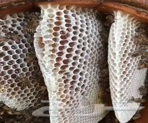 عسل سدره وسمره وطلح وضهيانه وغذاء المكات اصلي ومضمون 9