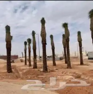 نخل للبيع جميع الأنواع متوفره وجميع المقاسات 4