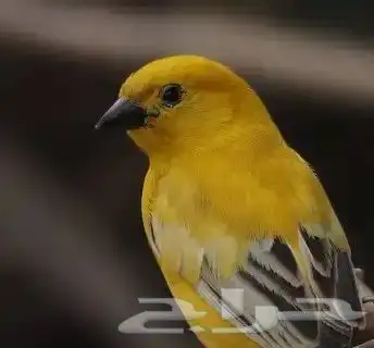 طيور قطا وزيبرا ذهبي 0