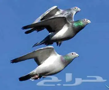 حمام زاجل   محاكر حديد عدد 3 حد 1500 ريال 0