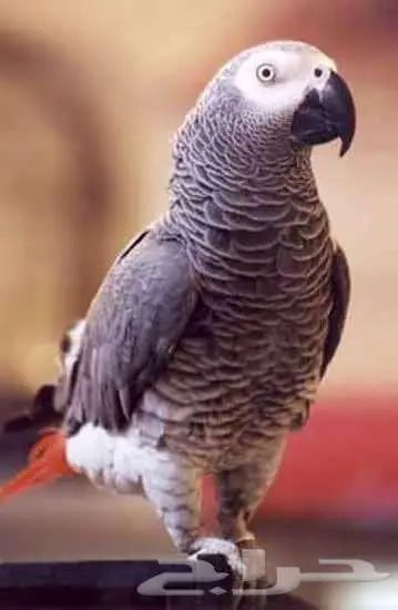 ببغاء كاسيكو مفقود 0