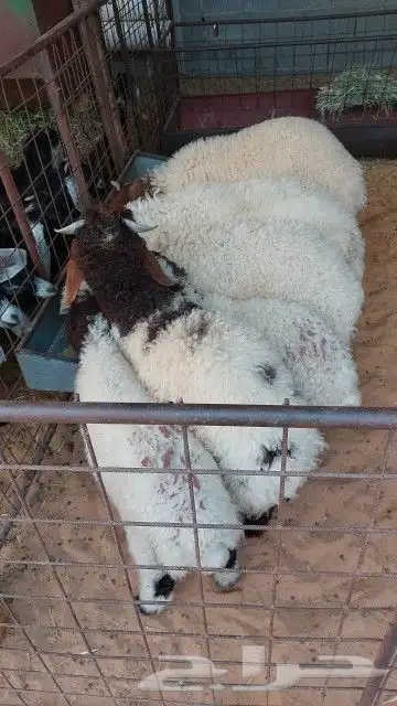 للبيع هرفي نعيم العدد 22 خروف صافي اعمارهن 3 شهور 1