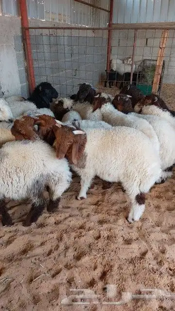 للبيع هرفي نعيم العدد 22 خروف صافي اعمارهن 3 شهور 3