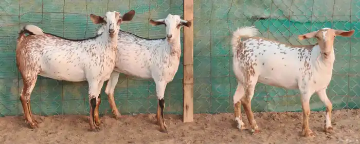 جفار بيشيه وشح دفع مشروطة تم البيع 6