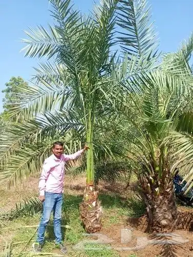 ابو ريتال لتوريد انخيل جميع المقاسات متوفره توريد وزراعة 3