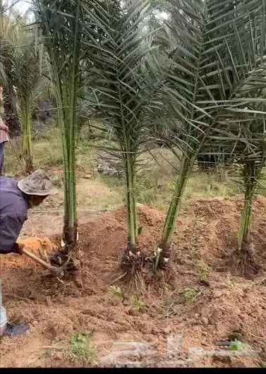 ابو ريتال لتوريد انخيل جميع المقاسات متوفره توريد وزراعة 4