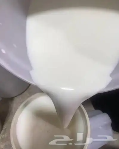 حليب بقر في أشيقر 1