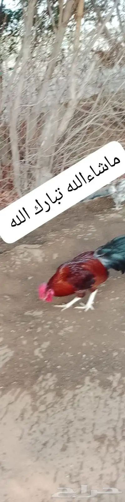 السلام عليكم ورحمه الله وبركاته صلوا على النبي أعرض لكم ديك 3