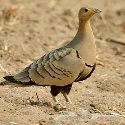 طيور قطا وزيبرا ذهبي 1