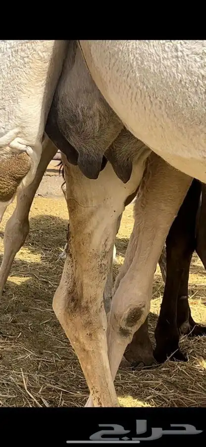 للبيع اعشرا وضحى كفووو 1