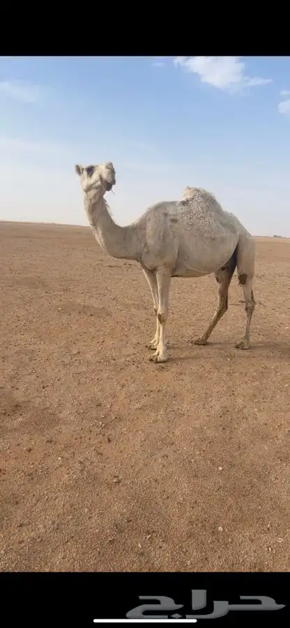 لقحه طيبه على بعير طيب 0