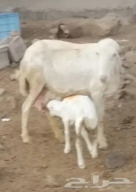 للبيع نعجتين رفيديات مناتيج 1