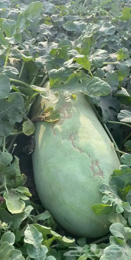 حبحب عثري للبيع 0