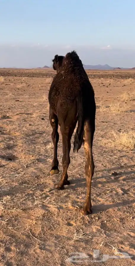 للبيع البكره 1