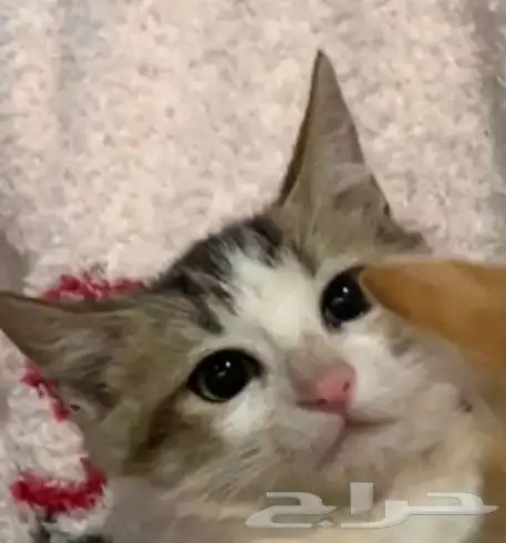 للتبني 3 قطط ذكرين وأنثى واحده 0