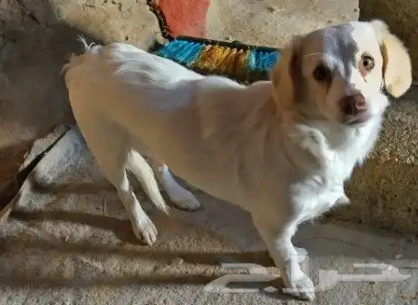 كلب للتبني 2