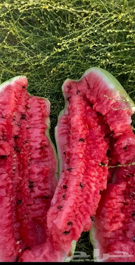 حبحب عثري للبيع 3