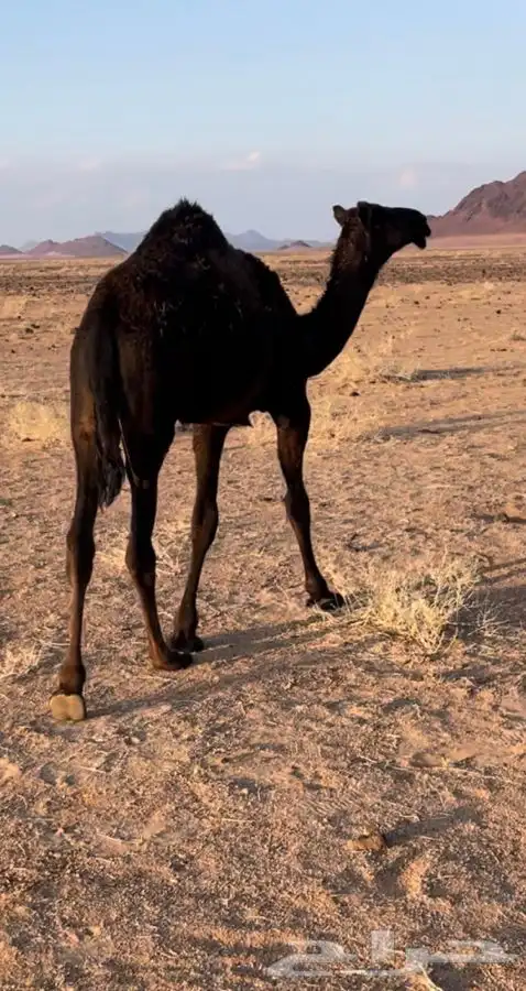 للبيع البكره 0