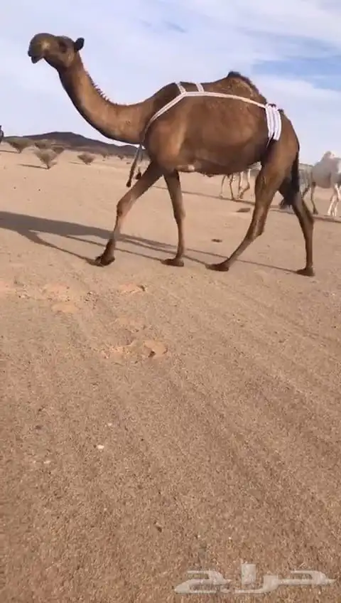 5 ضرايب كفو وضح صفر مجاهيم 3