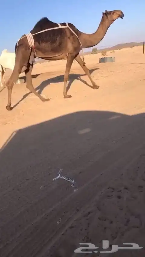 5 ضرايب كفو وضح صفر مجاهيم 1