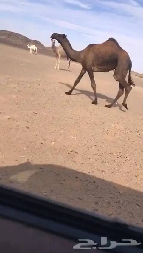 5 ضرايب كفو وضح صفر مجاهيم 4