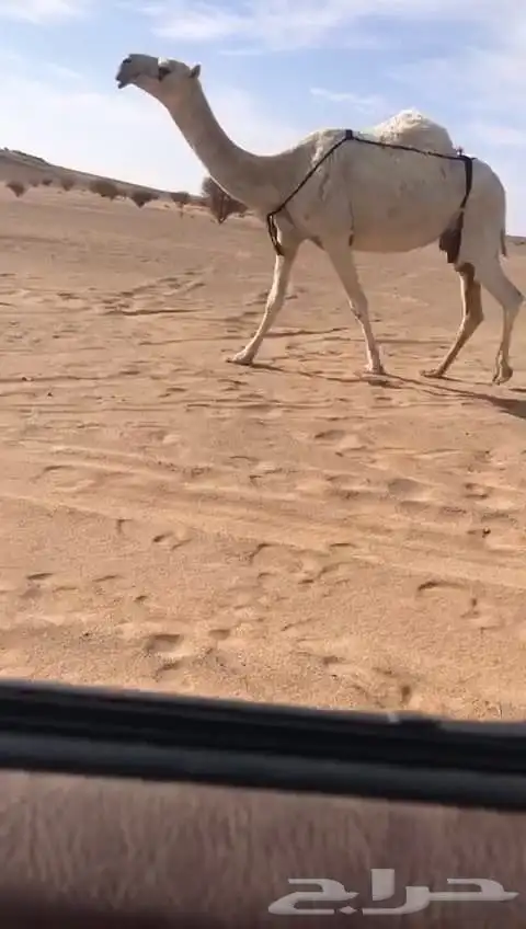 5 ضرايب كفو وضح صفر مجاهيم 2