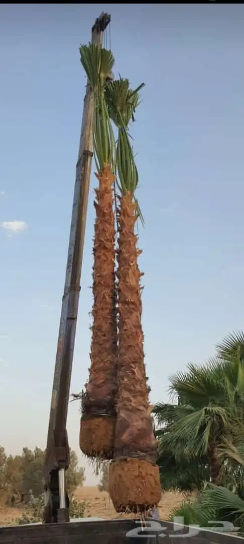 نخل للبيع بجميع انواعه 14